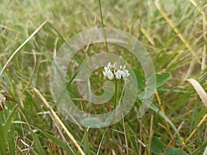 Trifolium repens, theÂ white clover (also known asÂ Dutch clover,Â Ladino clover, orÂ Ladino) photo